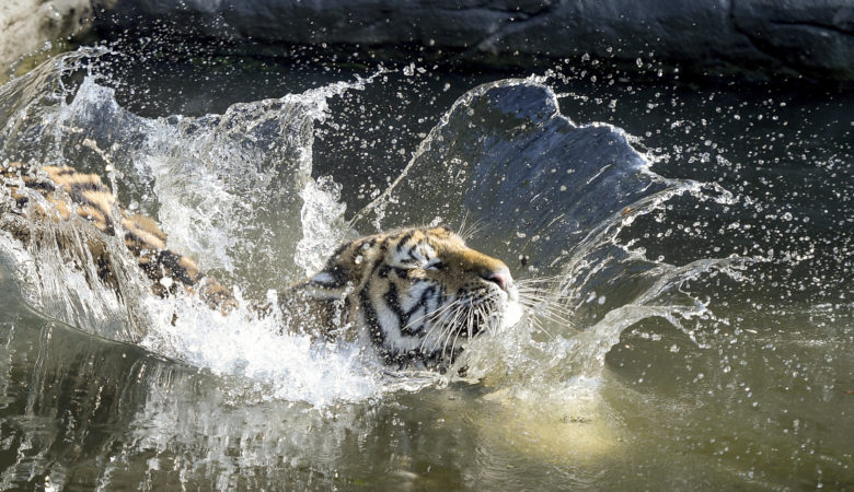 Αστυνομικός σκότωσε τίγρη για να σώσει έναν «ριψοκίνδυνο» υπάλληλο ζωολογικού κήπου στη Φλόριντα