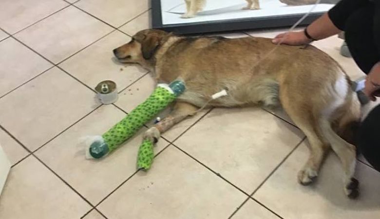 «Γάζωσαν» σκύλο με 300 σκάγια στη Θεσπρωτία