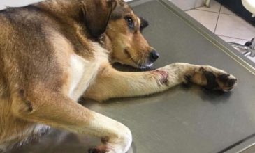 Γέμισε το Σκλήθρο Φλώρινας από πτώματα σκύλων που δηλητηριάστηκαν