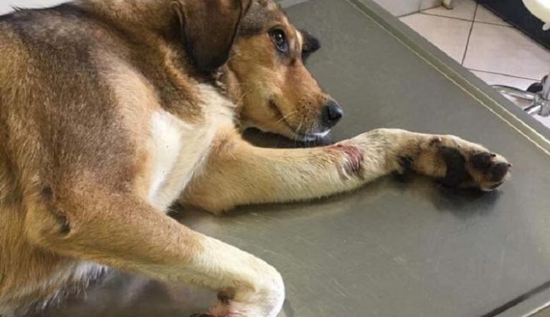 Κτηνωδία την Καβάλα: Άγνωστοι θανάτωσαν με φόλες 12 σκυλιά