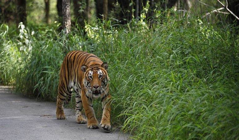 Έντονες αντιδράσεις για τον φόνο δύο τίγρεων στην Ινδία