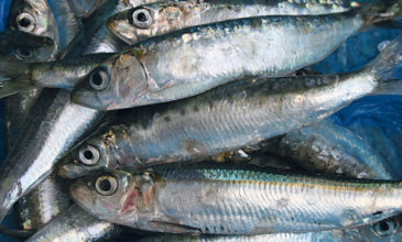 Τα ψάρια του Αμβρακικού που έχουν την υψηλότερη διατροφική αξία