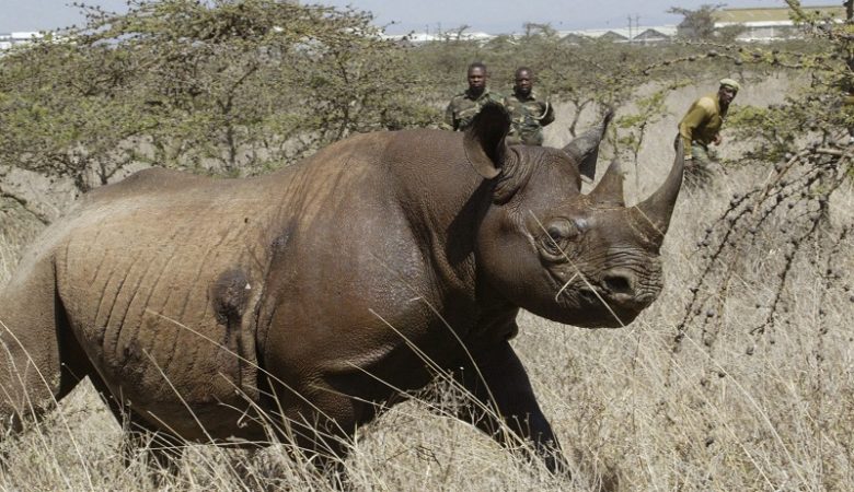 Πέθαναν οι 4 από τους 6 σπάνιους μαύρους ρινόκερους στο Τσαντ