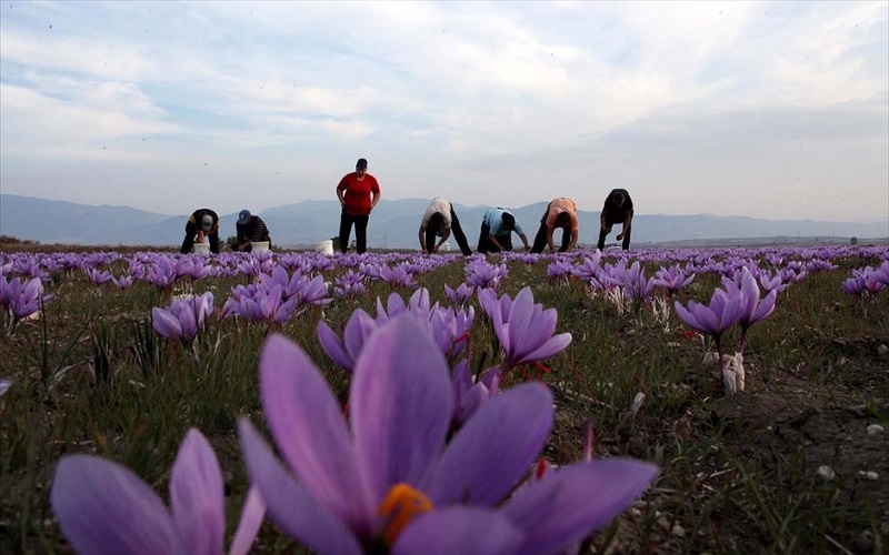 ÎÏοÏÎλεÏμα εικÏÎ½Î±Ï Î³Î¹Î± κÏÏκοÏ
ÎοζάνηÏ