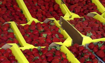 Αυτή είναι η χώρα που είναι πρώτη στις εξαγωγές κατεψυγμένης φράουλας με 140.000 τόνους