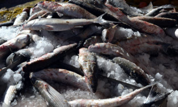 Κατασχέθηκαν 200 κιλά αλλοιωμένα ψάρια