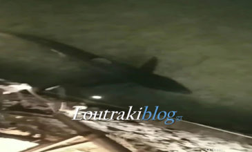 Καρχαρίας εμφανίστηκε στη θάλασσα στο Λουτράκι