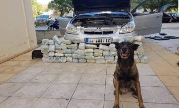 Αστυνομικός σκύλος εντόπισε 32 κιλά κάνναβης σε κρύπτη αυτοκινήτου
