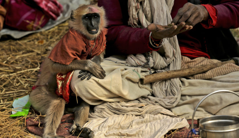 Μαϊμού άρπαξε μωρό από τη μαμά του και το σκότωσε