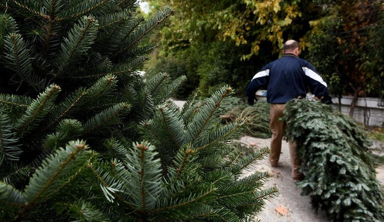 Πότε μπορείτε να αγοράσετε φυσικό χριστουγεννιάτικο έλατο και πόσο θα σας στοιχίσει