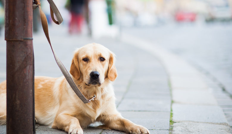 Βρετανία: Σκυλιά εντοπίζουν ανθρώπους που έχουν μολυνθεί από κορονοϊό