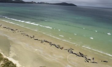 Η θάλασσα ξέβρασε πάνω από 150 νεκρά μαυροδέλφινα στη Νέα Ζηλανδία