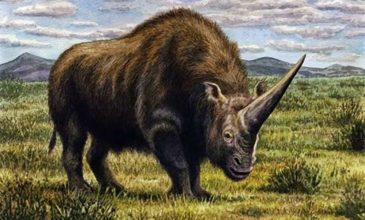 Οι πρόγονοι μας πρόλαβαν τους τελευταίους σιβηρικούς μονόκερους ρινόκερους