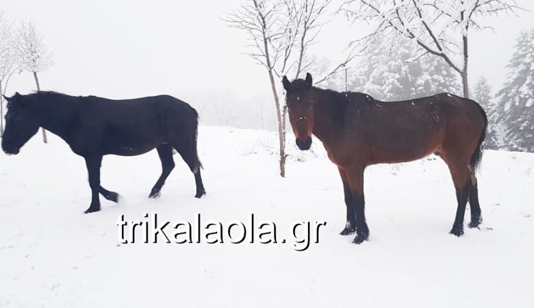 Ειδυλλιακές εικόνες από τα χιονισμένα Τρίκαλα