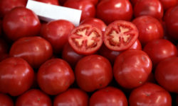 Βρετανία: «Δεν βρίσκουμε ντομάτες; Τρώμε γογγύλια», προτείνει η υπουργός για τις ελλείψεις λαχανικών
