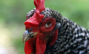 Φως στην προέλευση του κοτόπουλου ρίχνει νέα έρευνα – Πότε  εξημερώθηκε