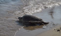 Απρόσμενο γεγονός με χελώνα καρέτα-καρέτα που έθαψε τα αβγά της σε παραλία της Λούτσας