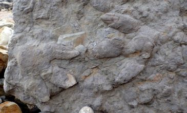 Ανακαλύφθηκαν πατημασιές δεινοσαύρων 100 εκατομμυρίων ετών