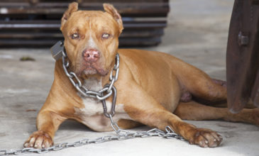 Γαλάτσι: «Ο σκύλος δεν επιτέθηκε, ο αστυνομικός τον πυροβόλησε εν ψυχρώ» λέει ο ιδιοκτήτης