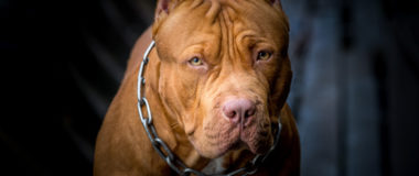 Ελεύθερος χωρίς όρους ο 47χρονος για σκύλο που επιτέθηκε σε γυναίκα και κατασπάραξε το σκυλάκι της