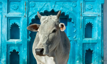 Κακοποίησαν σεξουαλικά έγκυο αγελάδα στην Ινδία
