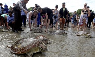 Στην Ινδονησία έσωσαν δεκάδες θαλάσσιες χελώνες που είχαν ξεβραστεί μετά το τσουνάμι