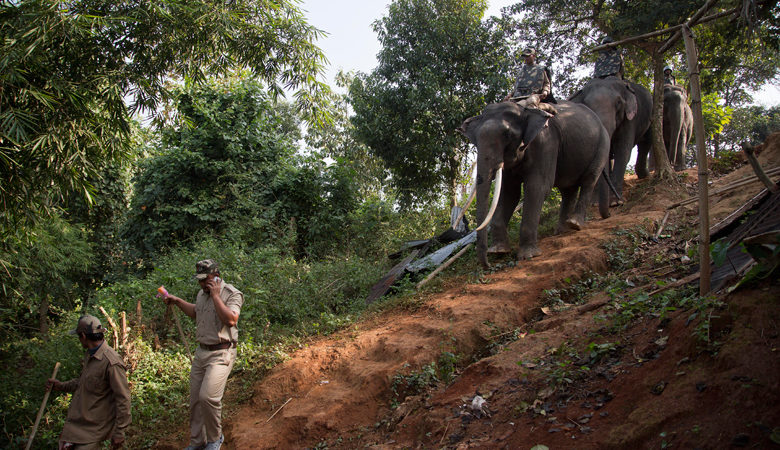 Στην Ινδία ψάχνουν λεοπάρδαλη που το έσκασε με drones και ελέφαντες