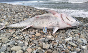 Τεράστιο ψάρι ξεβράστηκε σε παραλία στα Χανιά
