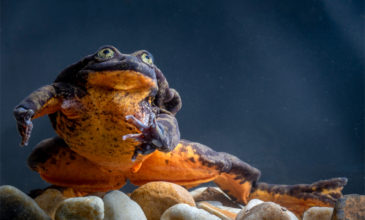 Βρήκε το ταίρι του μετά από 10 χρόνια ο πιο μοναχικός βάτραχος του κόσμου