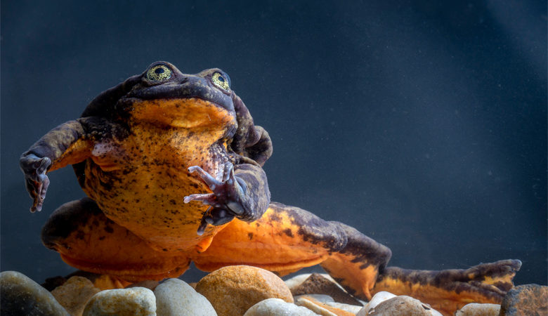 Βρήκε το ταίρι του μετά από 10 χρόνια ο πιο μοναχικός βάτραχος του κόσμου