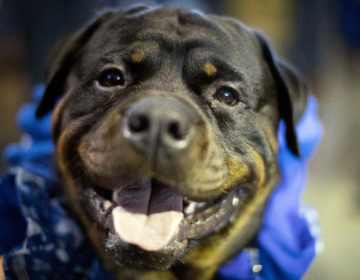 Τι είπε ο ιδιοκτήτης των ροτβάιλερ που φέρονται να κατασπάραξαν 46χρονη στην Κύπρο