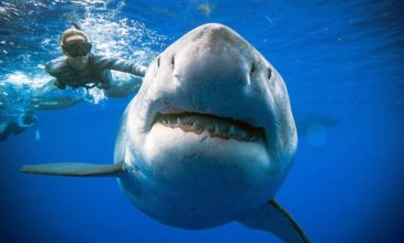Δύτες κολύμπησαν δίπλα σε έναν από τους μεγαλύτερους καρχαρίες του κόσμου