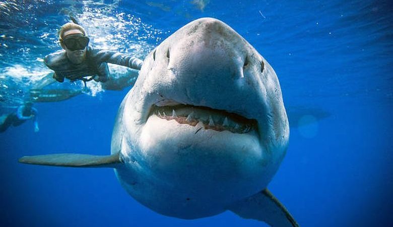 Αυστραλία: Φονική επίθεση καρχαρία σε αγόρι μπροστά στα μάτια του έντρομου πατέρα του