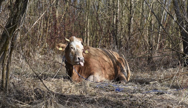 Φρίκη στην Κω με σκελετωμένες και ημιλιπόθυμες αγελάδες – Σκληρές εικόνες