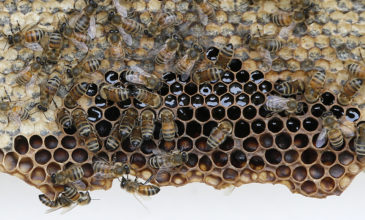 Στη Γερμανία μαζεύουν υπογραφές για να σώσουν τις… μέλισσες