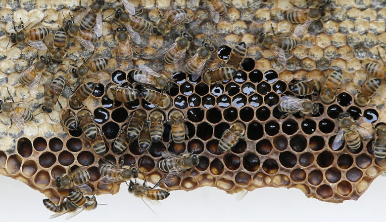 Στη Γερμανία μαζεύουν υπογραφές για να σώσουν τις… μέλισσες