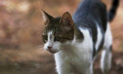 Λουτράκι: Συνελήφθη 62χρονος που πέταξε γάτα από τον πέμπτο όροφο – Σκοτώθηκε το ζώο