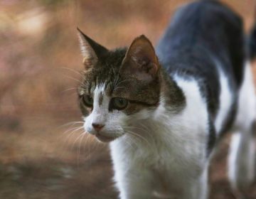 Συνελήφθη 73χρονος που κακοποίησε θανάσιμα γάτα στην Πέλλα