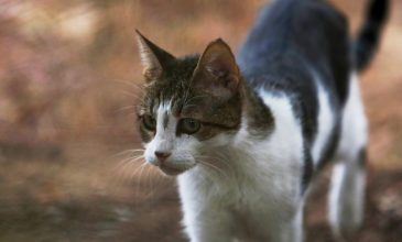 Κτηνωδία στη Σαλαμίνα: Περιφερόταν με νεκρή γάτα την οποία τεμάχισε σε κοινή θέα
