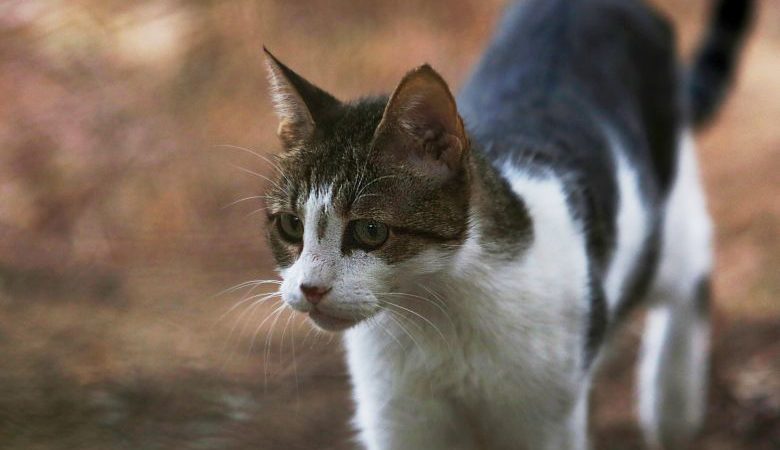 Κτηνωδία στη Σαλαμίνα: Περιφερόταν με νεκρή γάτα την οποία τεμάχισε σε κοινή θέα