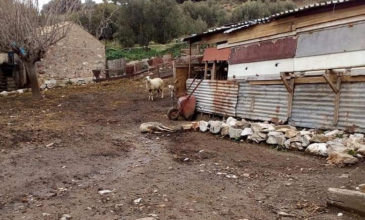 Φυλάκιση έξι μηνών σε κτηνοτρόφο γιατί είχε πρόβατα και σκύλους σε άθλια κατάσταση