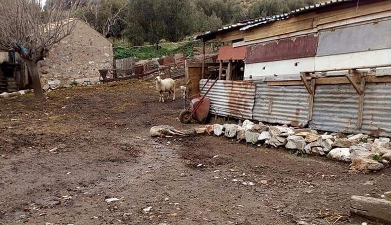 Φυλάκιση έξι μηνών σε κτηνοτρόφο γιατί είχε πρόβατα και σκύλους σε άθλια κατάσταση