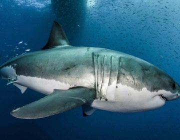 Καρχαρίες στα ανοικτά του Ρίο διαπιστώθηκε πως παίρνουν… κοκαΐνη