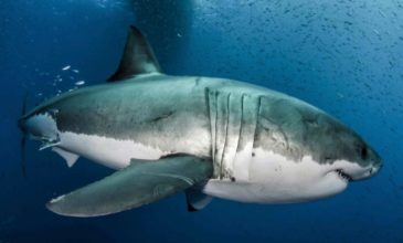 Αυστραλία: Άνδρας πήδηξε πάνω σε καρχαρία για να σώσει τη γυναίκα του