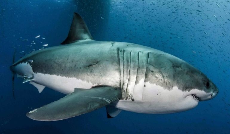 Αγνοείται κολυμβητής έπειτα από επίθεση καρχαριών στη Δυτική Αυστραλία