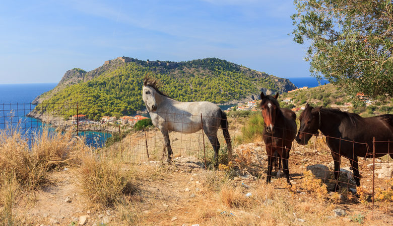 Νεκρά από πυρά βρέθηκαν έξι άλογα στην Πρέβεζα