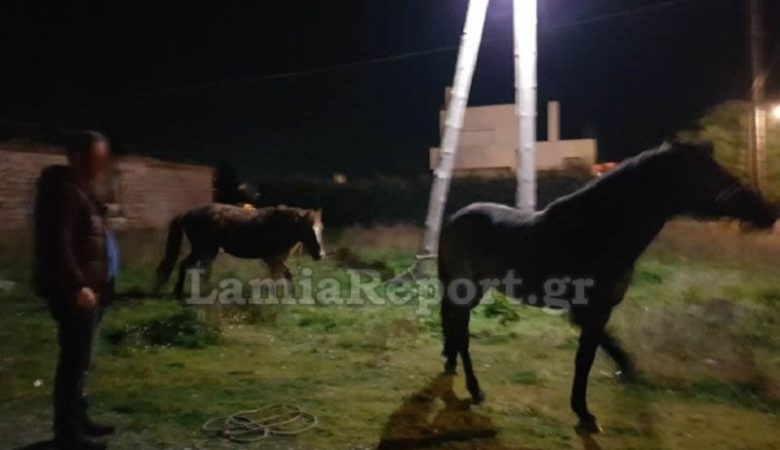Κυνηγούσαν τα άλογα στους δρόμους της Λαμίας