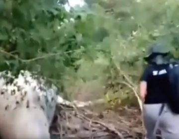 Φάλαινα βρέθηκε νεκρή στη…ζούγκλα του Αμαζονίου