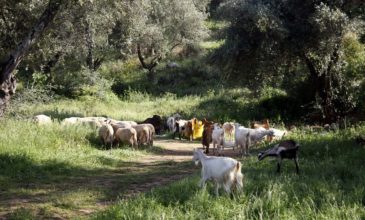 Άγριο ξύλο μεταξύ κτηνοτρόφων για τα βοσκοτόπια στο Ηράκλειο