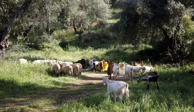 Άγριο ξύλο μεταξύ κτηνοτρόφων για τα βοσκοτόπια στο Ηράκλειο